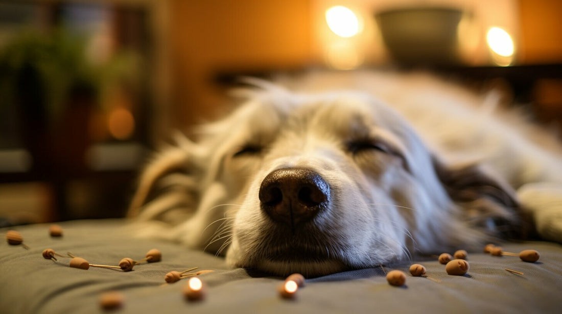 A dog getting acupuncture