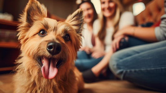 Australian Terrier Dog Breed
