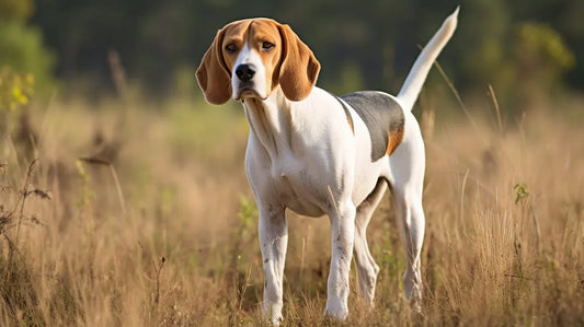 Chien Français Blanc et Noir dog standing in a field