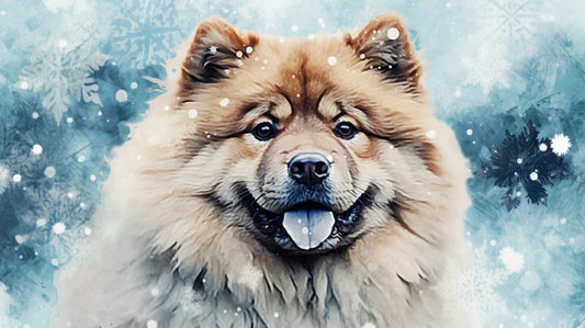 Fluffy Chow Chow dog with lion-like mane – loyal, independent, and dignified companion breed.