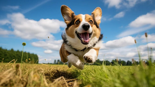 Corgi (Cardigan Welsh)
