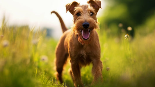Irish Terrier dog standing in a grassy field – spirited, courageous breed known for loyalty and family companionship.