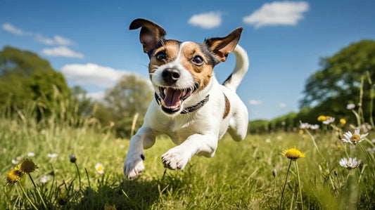 Jack Russell Terrier jumping in a grassy field – energetic, playful small dog breed known for intelligence and agility.