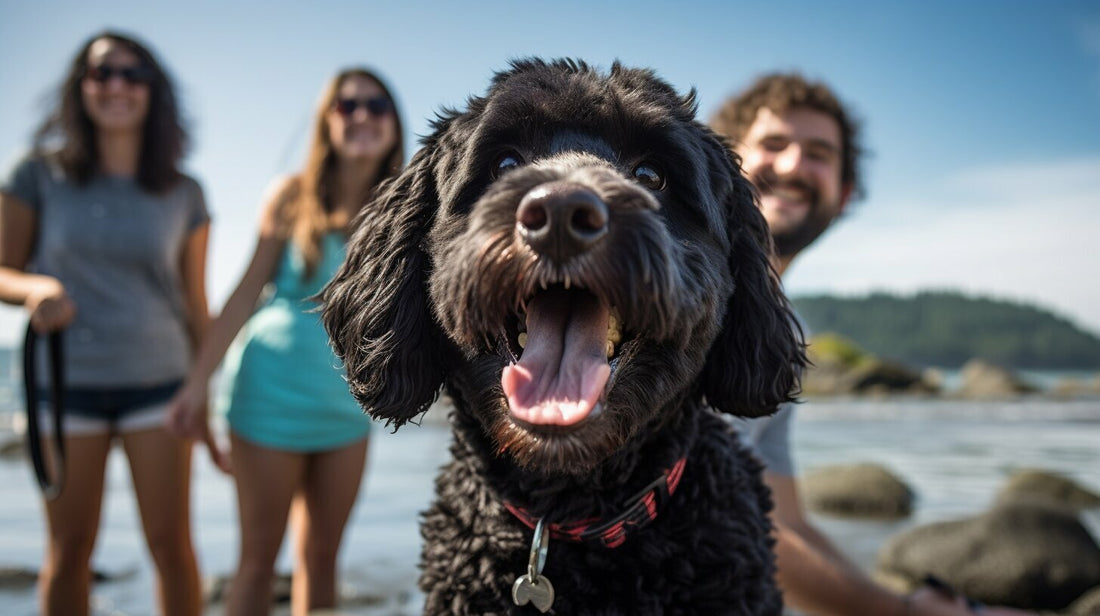 Portuguese Water Dog with family outdoors – loyal, intelligent water-loving breed known for affection and energy