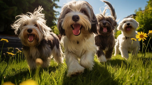Tibetan Terrier Dog Breed