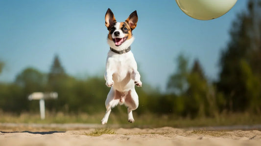 Toy Fox Terrier dog jumping at a ball
