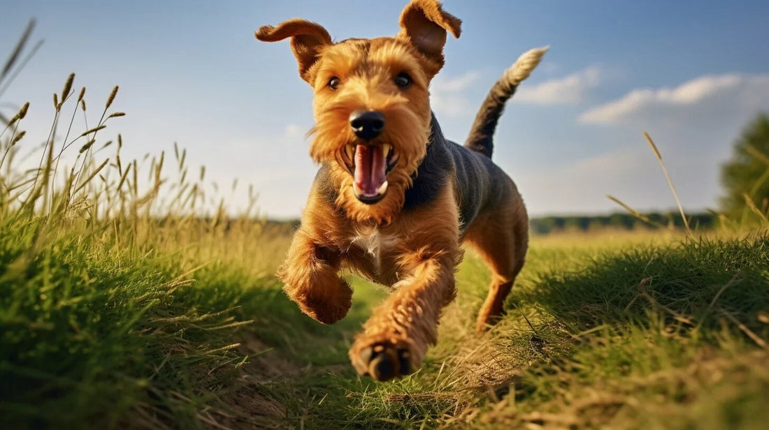 Welsh Terrier running in a field