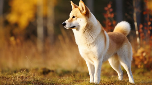 Norwegian Lundehund Staning outside the treeline