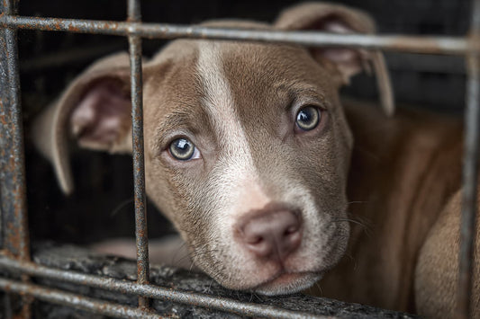 a puppy in a crate being crate trained
