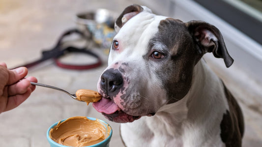 Dog eating peanut butter – guide to safe peanut butter options for dogs without xylitol.