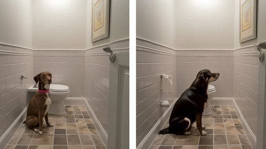 dogs in a bathroom