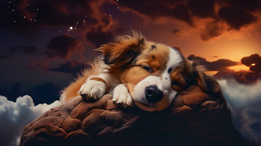 a dog twitching in its sleep